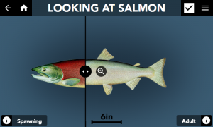 Nature's Networks Sockeye Salmon