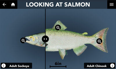 Looking at Salmon - Different Species Activity.png