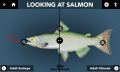 Look at Salmon.png